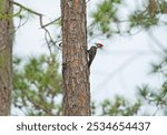 Pileated Woodpecker Drilling in a Pine Tree in Okefenokee National Wildlife Refuge in Georgia