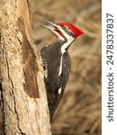 Pileated Woodpecker, Dryocopus pileatus, feeding, Pennsylvania, Eastern North America