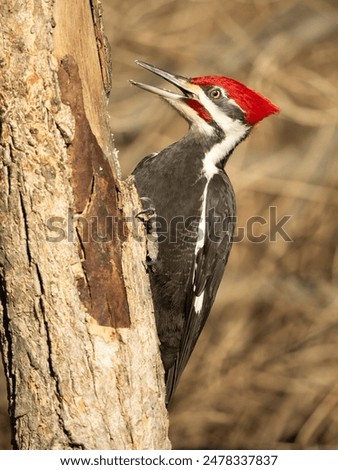 Pileated Woodpecker, Dryocopus pileatus, feeding, Pennsylvania, Eastern North America