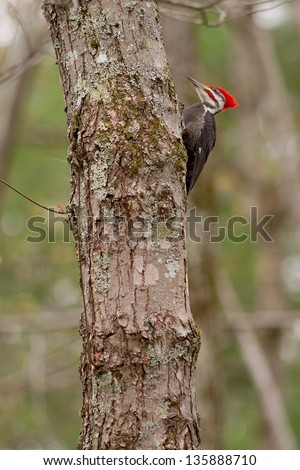 Pileated Woodpecker (Dryocopus pileatus) on tree