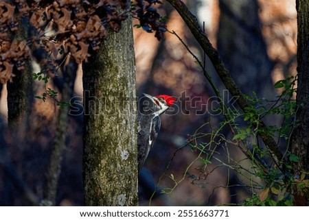 The pileated woodpecker ( Dryocopus pileatus).The bird native to North America.