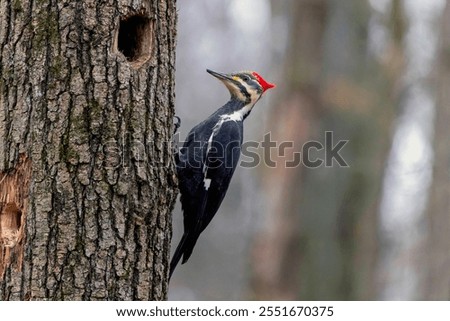 The pileated woodpecker ( Dryocopus pileatus).The bird native to North America.