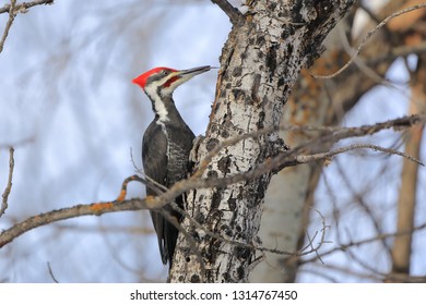 Pileated Woodpecker With His Tongue Sticking Out