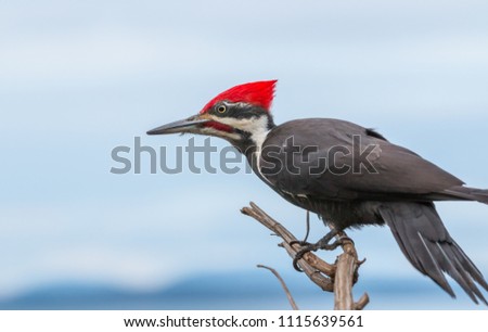 Pileated woodpecker ( Hylatomus pileatus  ) looking for food on Vancouver island , Canada.