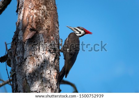 Pileated Woodpecker Naples Florida USA