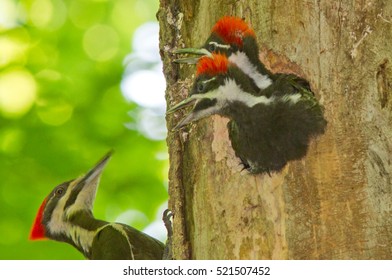 Pileated Woodpecker Nest Stock Photo 521507452 