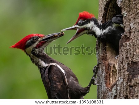 Pileated Woodpecker nest in Florida 