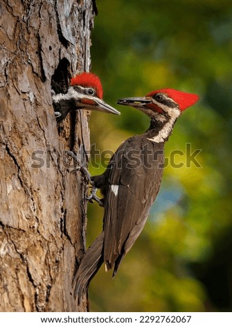 Pileated woodpecker nest in Florida 