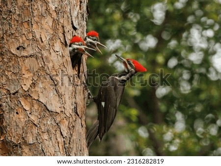 Pileated woodpecker nest in Florida 