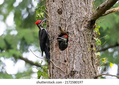 pileated woodpecker nest at Vancouver BC Canada - Shutterstock ID 2172580197