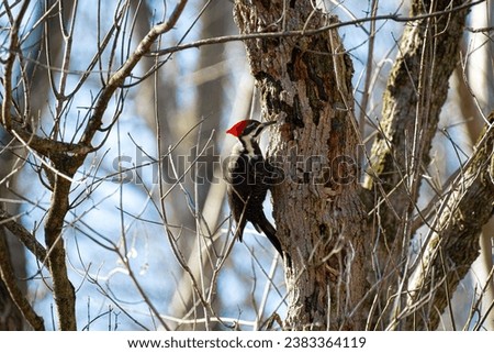 Pileated Woodpecker on Tree Trunk