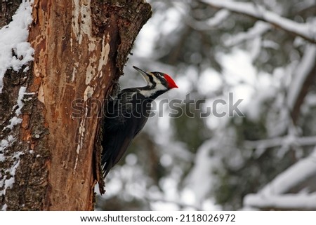 A Pileated Woodpecker on a tree in winter