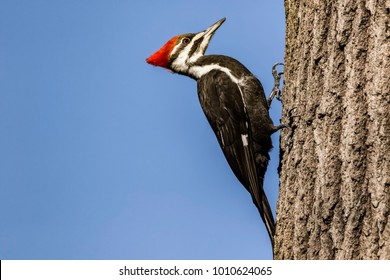 Pileated Woodpecker perched on tree. 
