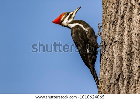 Pileated Woodpecker perched on tree. 