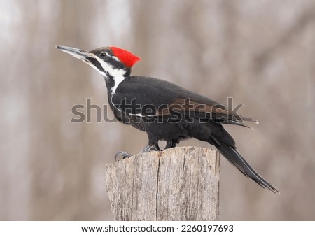 Pileated woodpecker portrait sitting on a tree trunk into the forest, Quebec, Canada