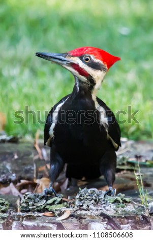  A pileated woodpecker searching for food  in a field of grass