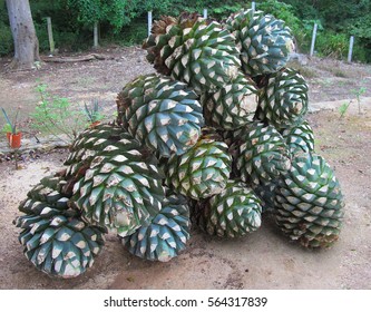 Piled Up Agave Fruit At Tequila Production Farm 