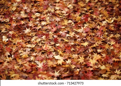 Piled leaves