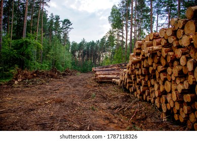 Piled pine tree logs  in forest. Stacks of cut wood. Wood logs, timber logging, industrial destruction. Forests illegal Disappearing. Environmetal concept, illegal deforestation and ecology

