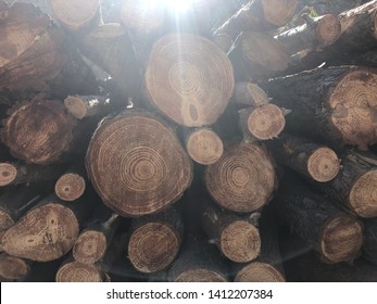 Piled pine tree logs. Stacks of cut wood