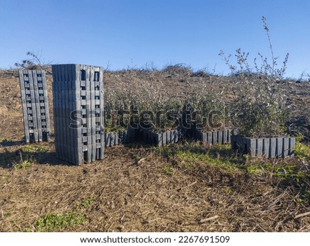 Piled sapling seedling trays with rootballs. Restocking of former forests destroyed by a wildfire
