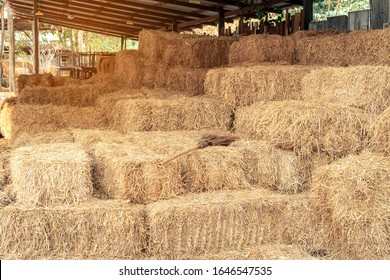 Piled stacks of dry straw collected for animal feed. Dry baled hay bales stack. - Powered by Shutterstock