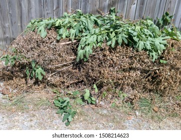 Piled Yard Waste Of Dead Brown Twigs And Plants And Newly Clipped Fig Tree Branches.