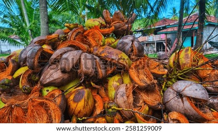 Similar – Image, Stock Photo Some palm tree fiber stacks in a hat workshop