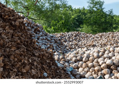 Piles of coconuts at a coconut collection and processing center in Kudat, Sabah, Malaysia