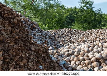 Piles of coconuts at a coconut collection and processing center in Kudat, Sabah, Malaysia