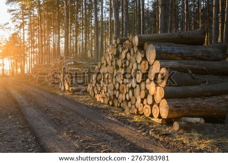 Piles of cut down trees. Cutting down trees in the forest.
