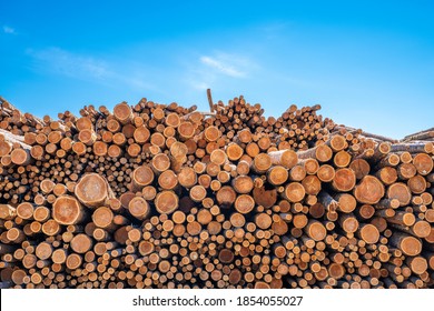 Piles of Douglas Fir Logs in a log yard ready to be milled through a sawmill in Canada to produce softwood lumber  - Shutterstock ID 1854055027