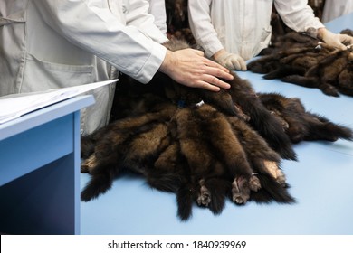 Piles of expensive brown mink and sable fur skins in the hands of the buyer at auction exhibition