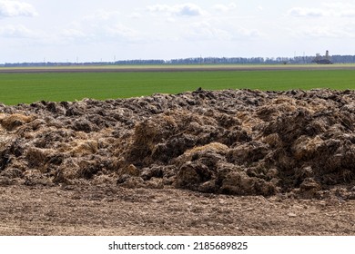 Piles Of Humus Manure On The Field To Fertilize The Field Territory, Natural Fertilizer Manure To Obtain A Better Harvest