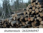 Piles of logs on top of each other. Deforestation, forestry industry. Stacked of woods. Shot in Quebec, Canada.