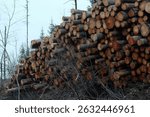 Piles of logs on top of each other. Deforestation, forestry industry. Stacked of woods. Shot in Quebec, Canada.