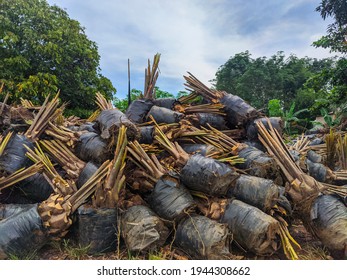 Piles of oil palm seedlings in poly bags that are ready for planting