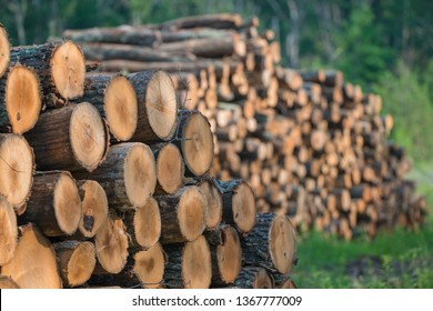 Piles of stacked logged trees from Governor Knowles State Forest in Northern Wisconsin - DNR has working forests that are harvested