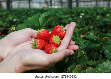 Piles of strawberries on palm of a hand