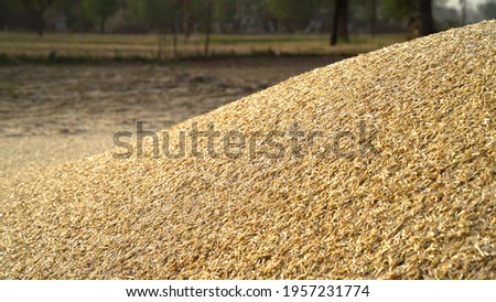 Piles of wheat straw for animals fodder use. Mountain fodder straw use for animal feeding.