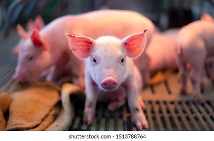 Pilets Under Hatching Light In Swine Farm.