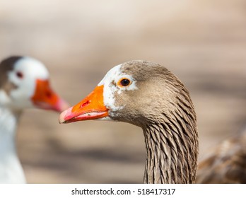 Pilgrim Geese Are A Breed Of Domestic Goose. The Origins Of This Breed Are Unclear, But They Are Thought To Be Descended From Stock In Europe, Developed From American Stock During The Great Depression