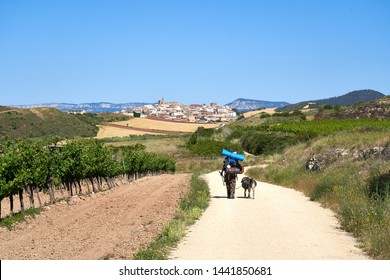 Pilgrim walking the Camino de Santiago toward Cirauqui with a dog                               
