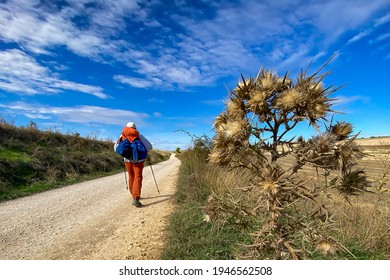 Pilgrim Walking Past a Thorn on the Way of St James - Camino de Santiago