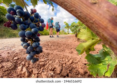 Pilgrims with Hiking Gear Walking past Venyeards of La Rioja along the Way of St James Pilgrimage Trail Camino de Santiago