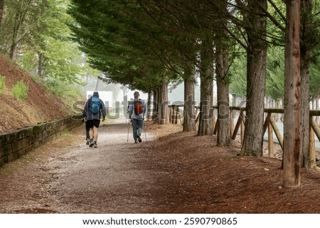 Pilgrims on the Camino de Santiago on a foggy day passing through an oak forest.