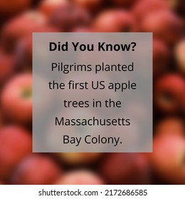 Pilgrims Planted The First US Apple Trees In The Massachusetts Bay Colony