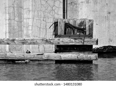 Pilings Along The Buffalo NY Waterfront Are Presented In This Black And White Image.