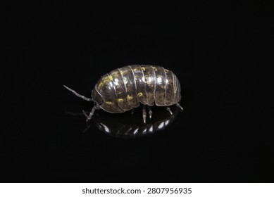 Pill bug on reflective surface and black background closeup