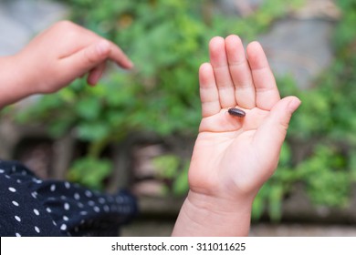 Pill bugs on the palm of the children